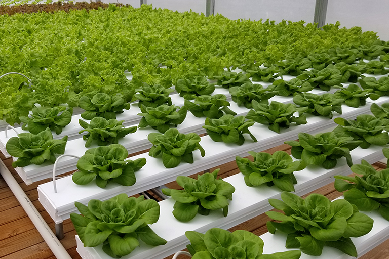 rows of hydroponic lettuce in a greenhouse
